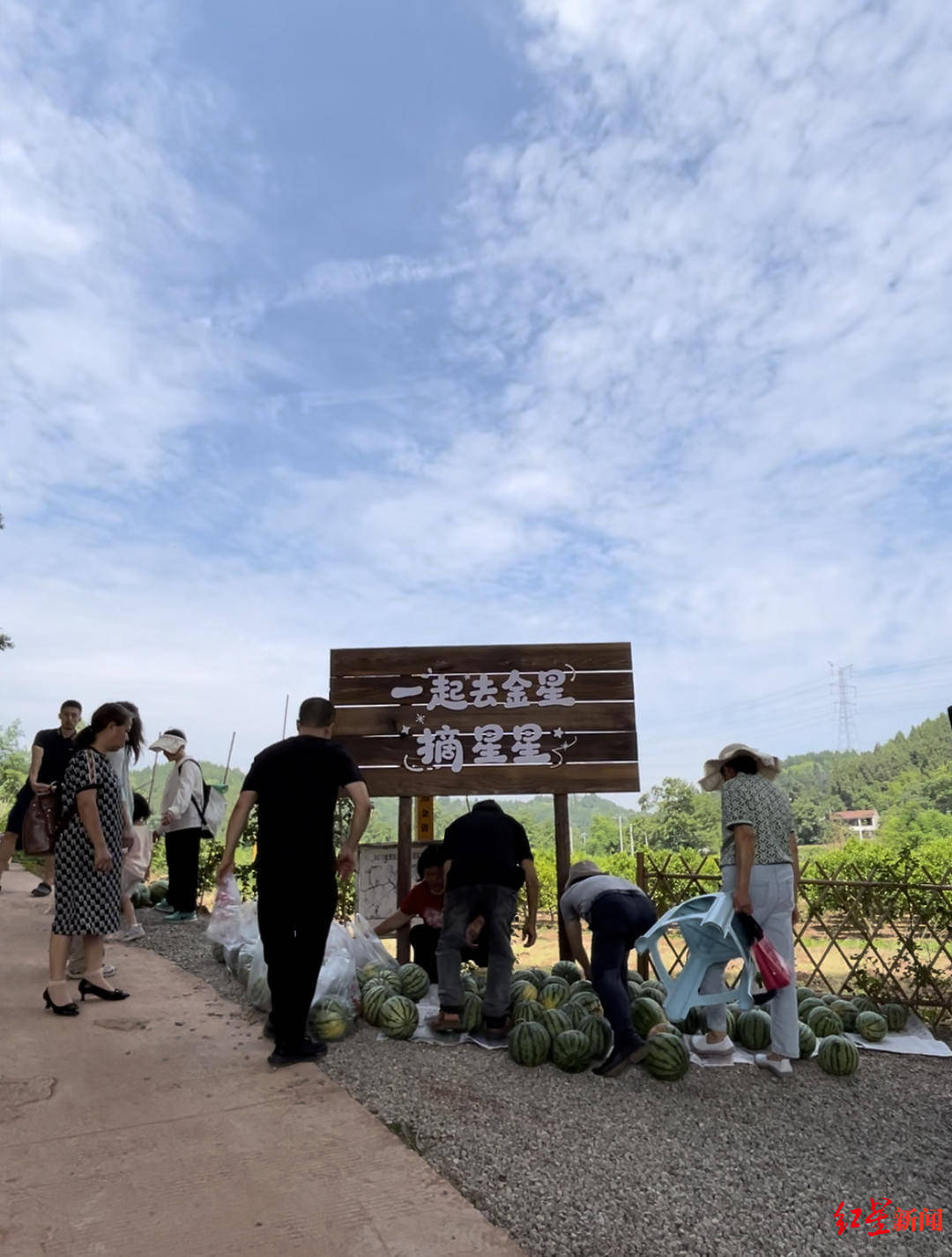 就冲这口“甜”！成都简阳市金星村西瓜园开园啦