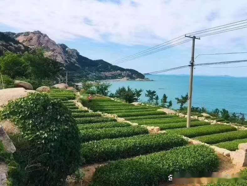 从崂山仰口风景区如何自驾车去往崂盛源茗茶选购正宗好喝崂山茶？
