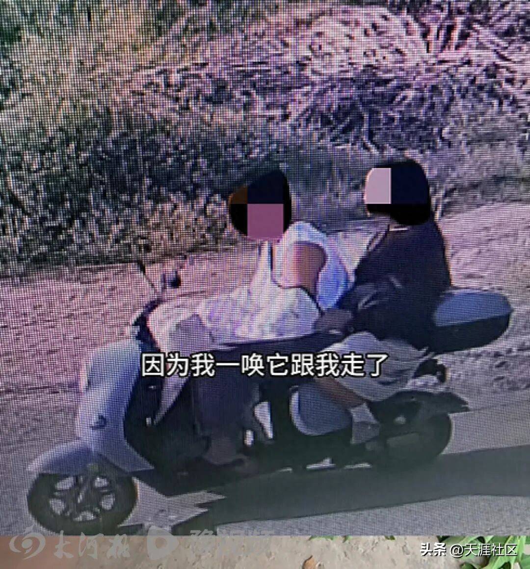 百万网红犬“锄头”被盗宰杀案按物品估价2300元犬主回应