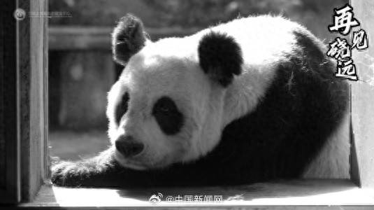 大熊猫“硗远”去世