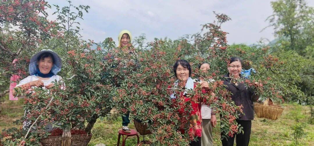 【花椒红了】花椒地里话团圆
