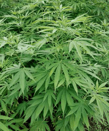 餐桌上的中药材｜润燥滑肠的火麻仁