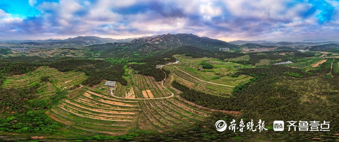 烟台茶闯关：在中国最北端茶区，勇拓一片叶子的边界