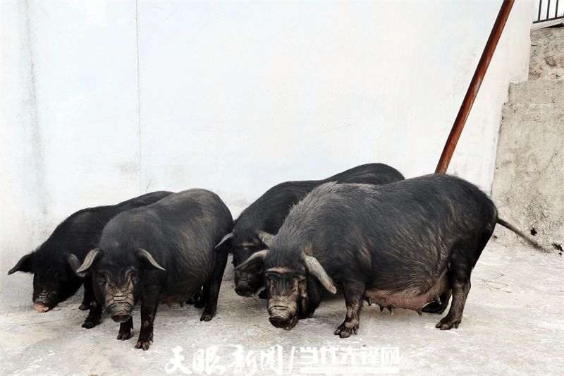 守护种业“芯片”！江口萝卜猪长得壮