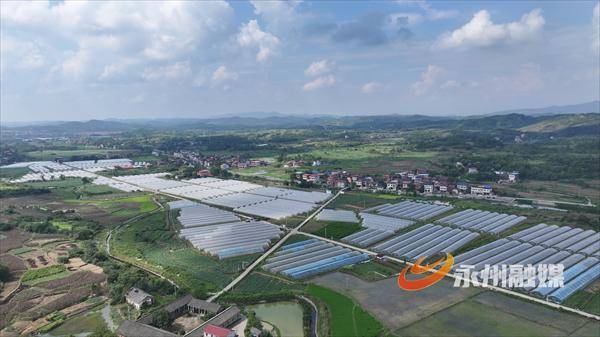 错峰出“鲜”，永州冷水滩大棚辣椒抢秋种