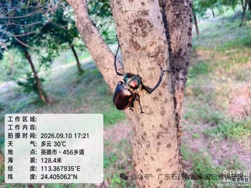 广东清远发现“昆虫界大熊猫”！护林员巡护偶遇珍稀甲虫