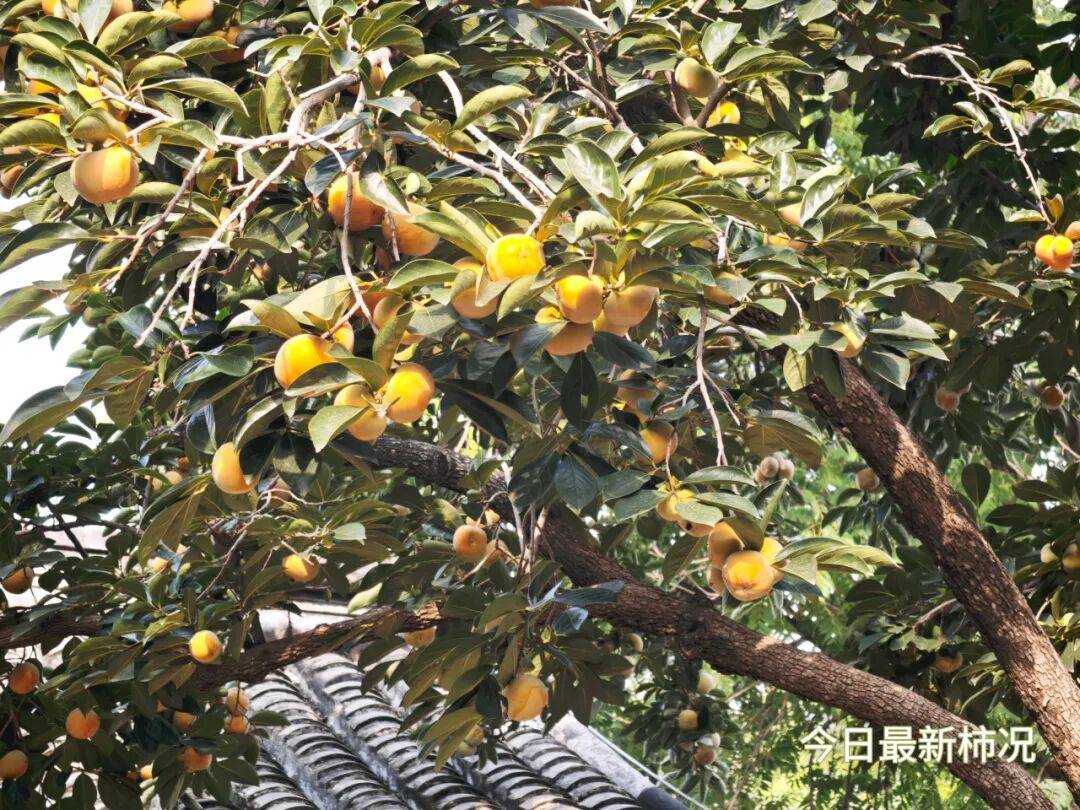 丹柿小院在哪个位置_丹柿小院的柿子树_