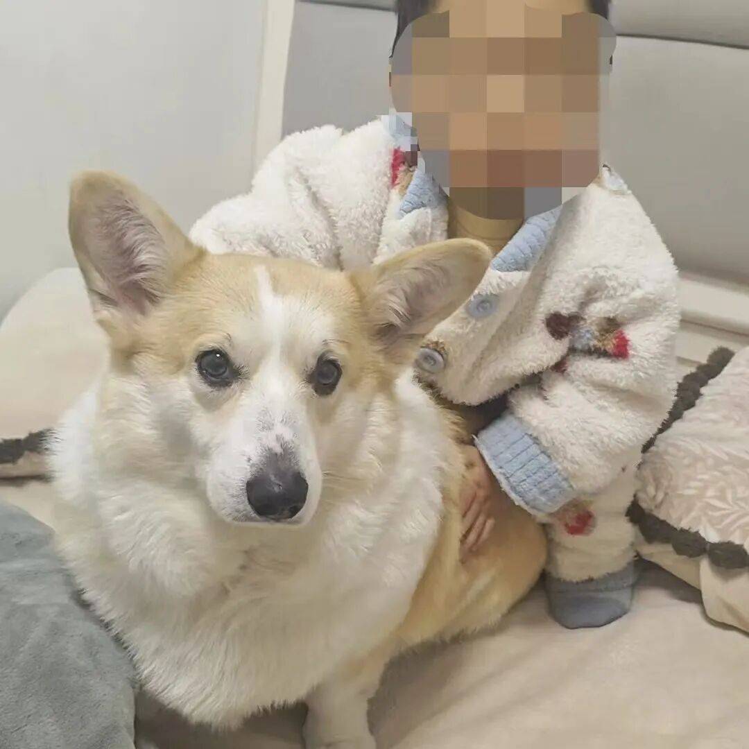 警方受理2岁幼童18楼坠亡案